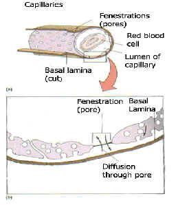 Chiropractic Princeton NJ Inflammation