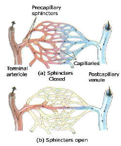 Chiropractic Princeton NJ Inflammation 3